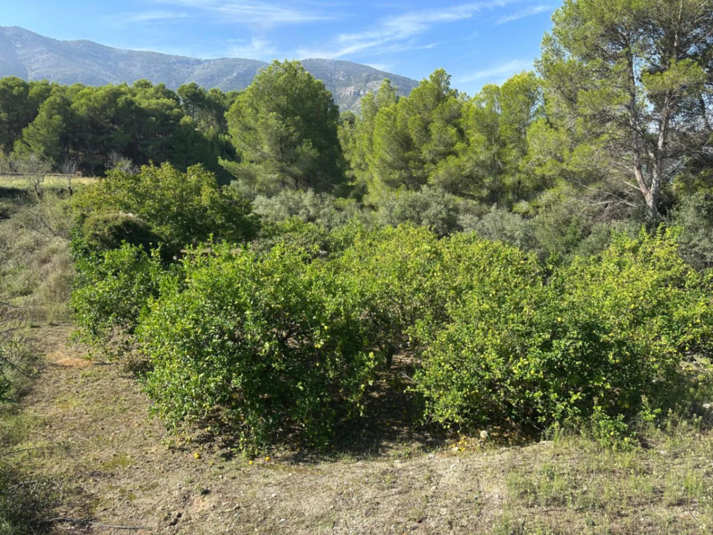 Parcela Urbana en Venta en Parcent – Parc Arenal, a Solo 1 km del Centro del Pueblo