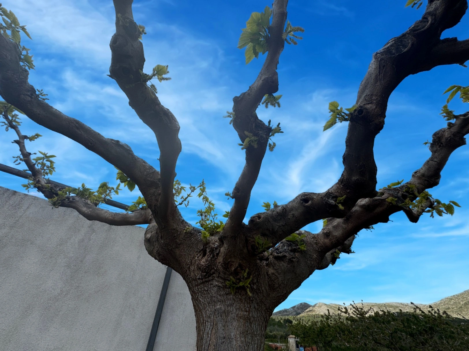 Country house for sale in Vall d'Alcalá (Alicante) and a plot of 12,000 m².