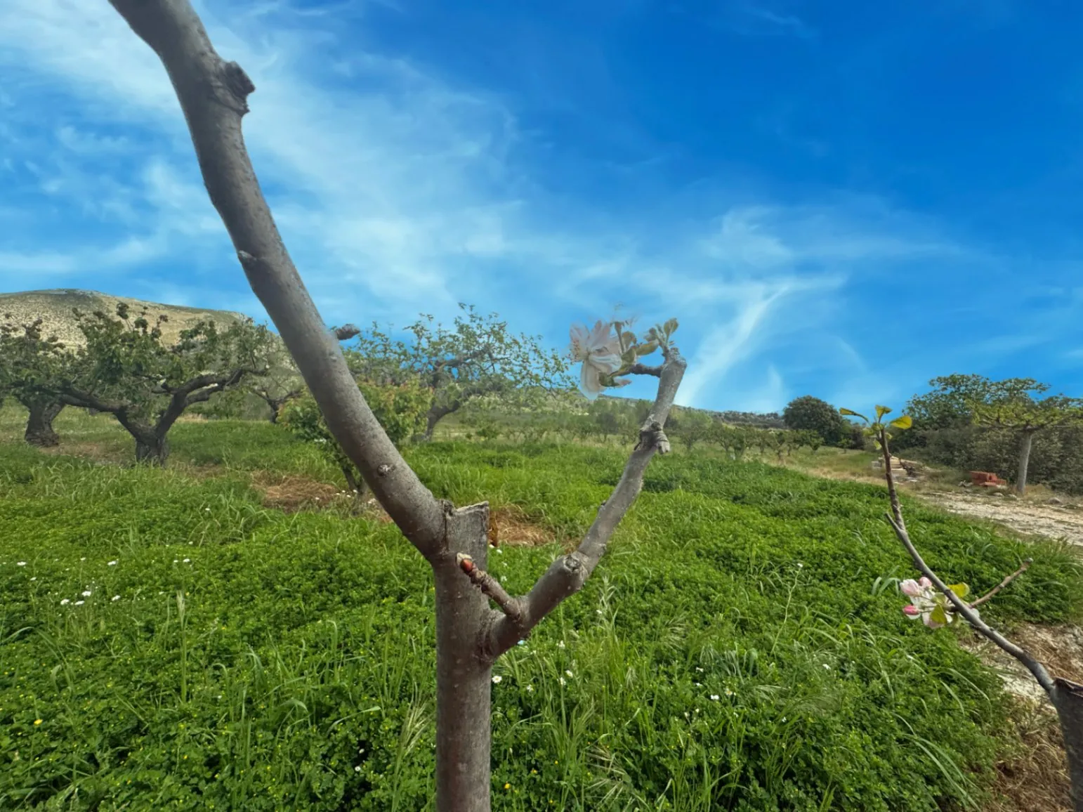 Country house for sale in Vall d'Alcalá (Alicante) and a plot of 12,000 m².