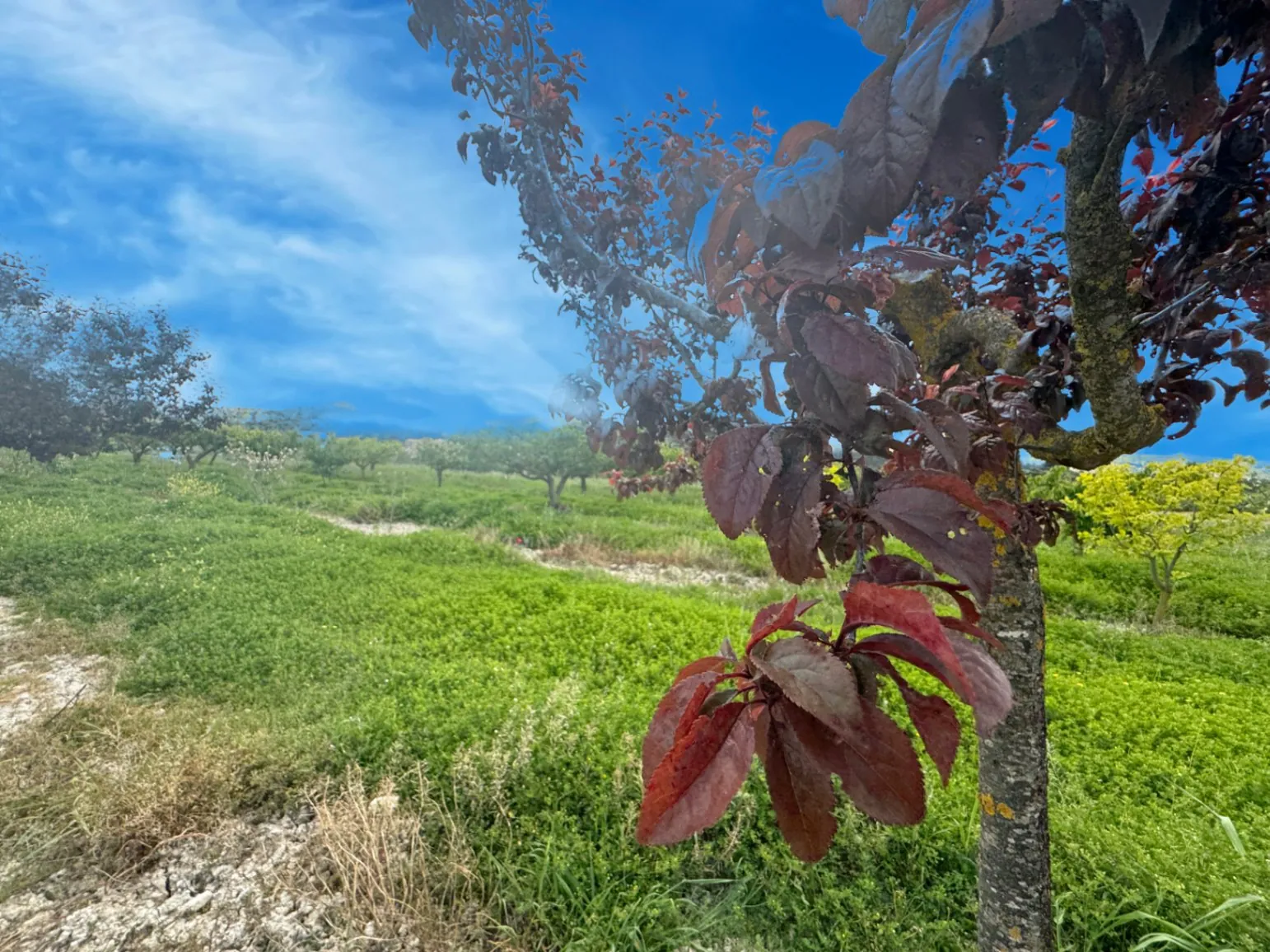 Country house for sale in Vall d'Alcalá (Alicante) and a plot of 12,000 m².