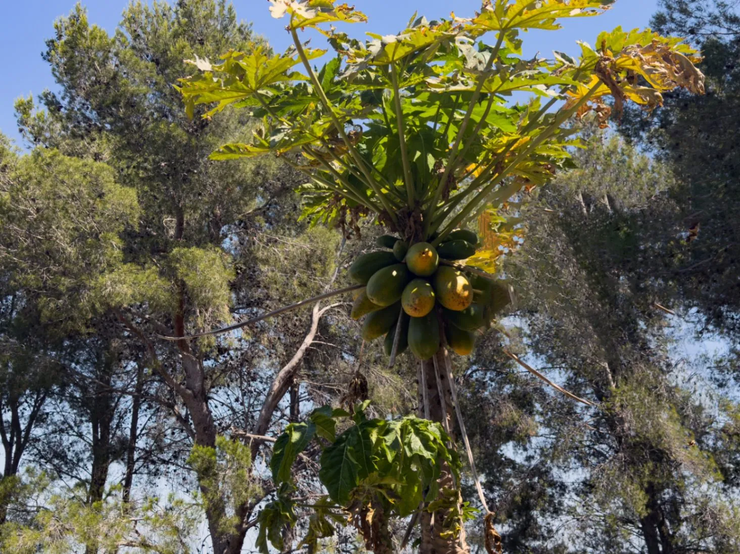 Privacidad en plena naturaleza, a 10 minutos de Pego (Costa Blanca)