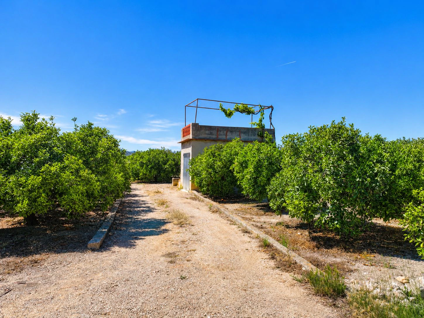 Parcelle rustique avec puits naturel d'eau à Pego (Costa Blanca)