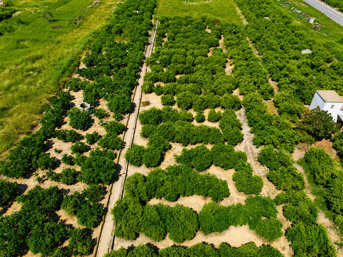 Parcelle rustique avec puits naturel d'eau à Pego (Costa Blanca)