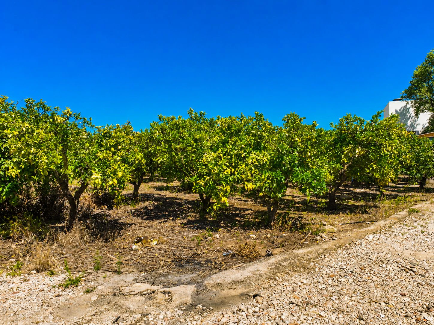 Finca agrícola de naranjas Navel en plena producción a 4 km de Pego y Oliva (Costa Blanca)