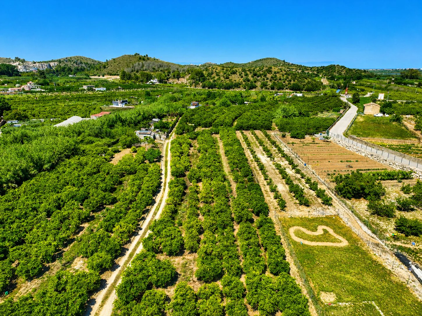 Finca agrícola de naranjas Navel en plena producción a 4 km de Pego y Oliva (Costa Blanca)