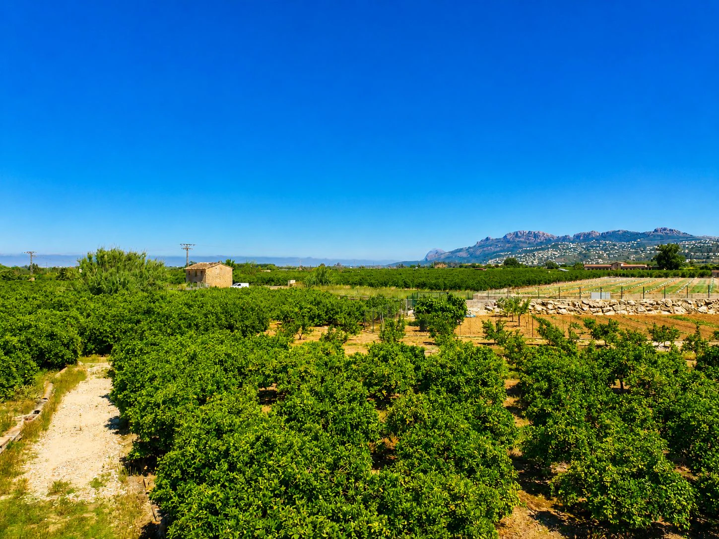 Finca agrícola de naranjas Navel en plena producción a 4 km de Pego y Oliva (Costa Blanca)