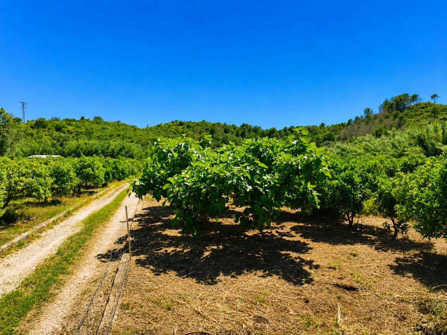 Finca agrícola de naranjas Navel en plena producción a 4 km de Pego y Oliva (Costa Blanca)