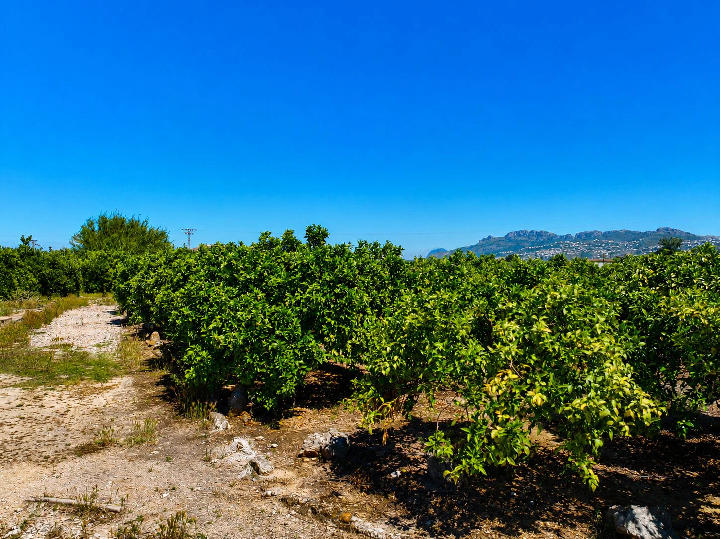 Finca agrícola de naranjas Navel en plena producción a 4 km de Pego y Oliva (Costa Blanca)