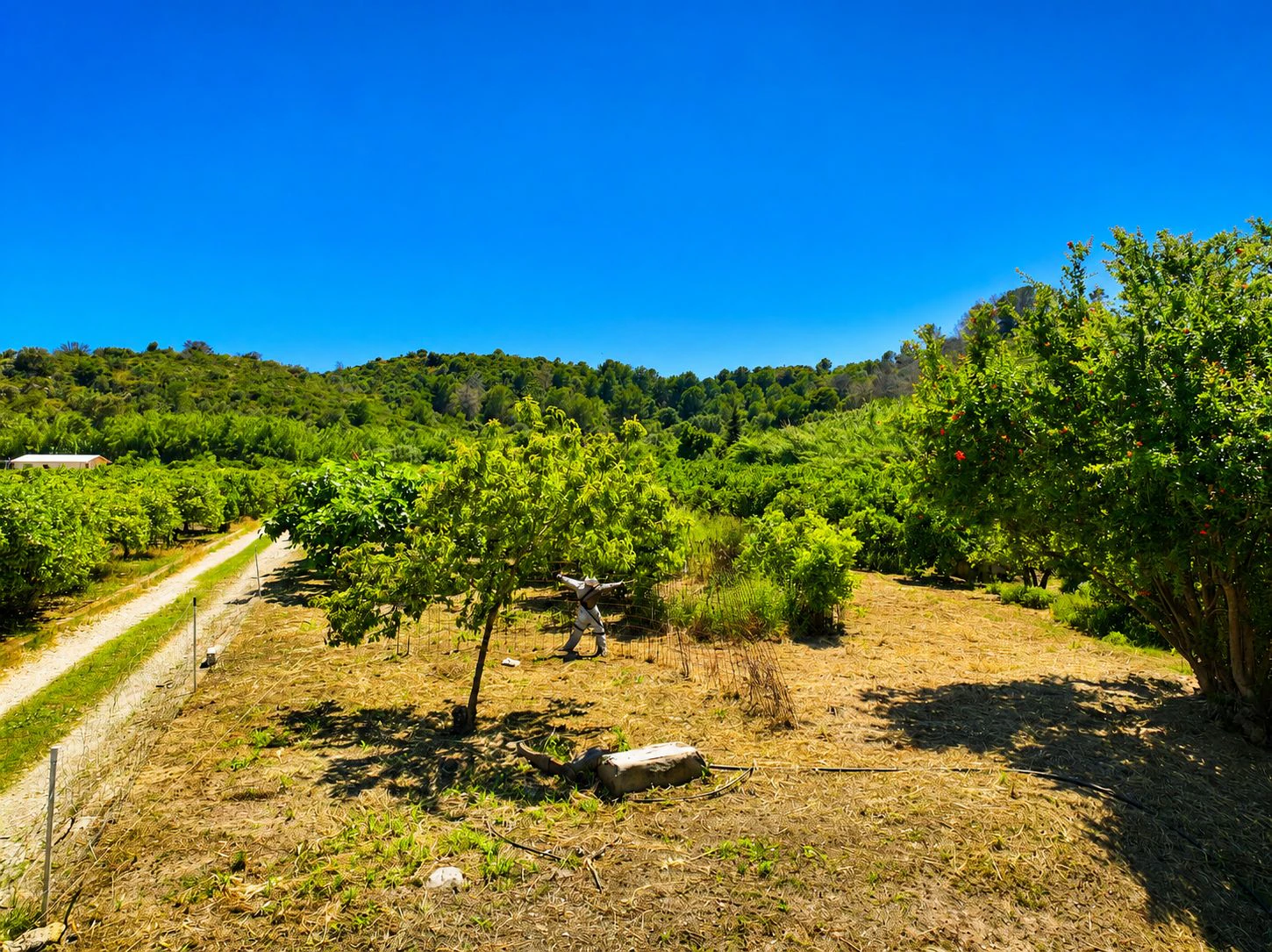 Finca agrícola de naranjas Navel en plena producción a 4 km de Pego y Oliva (Costa Blanca)