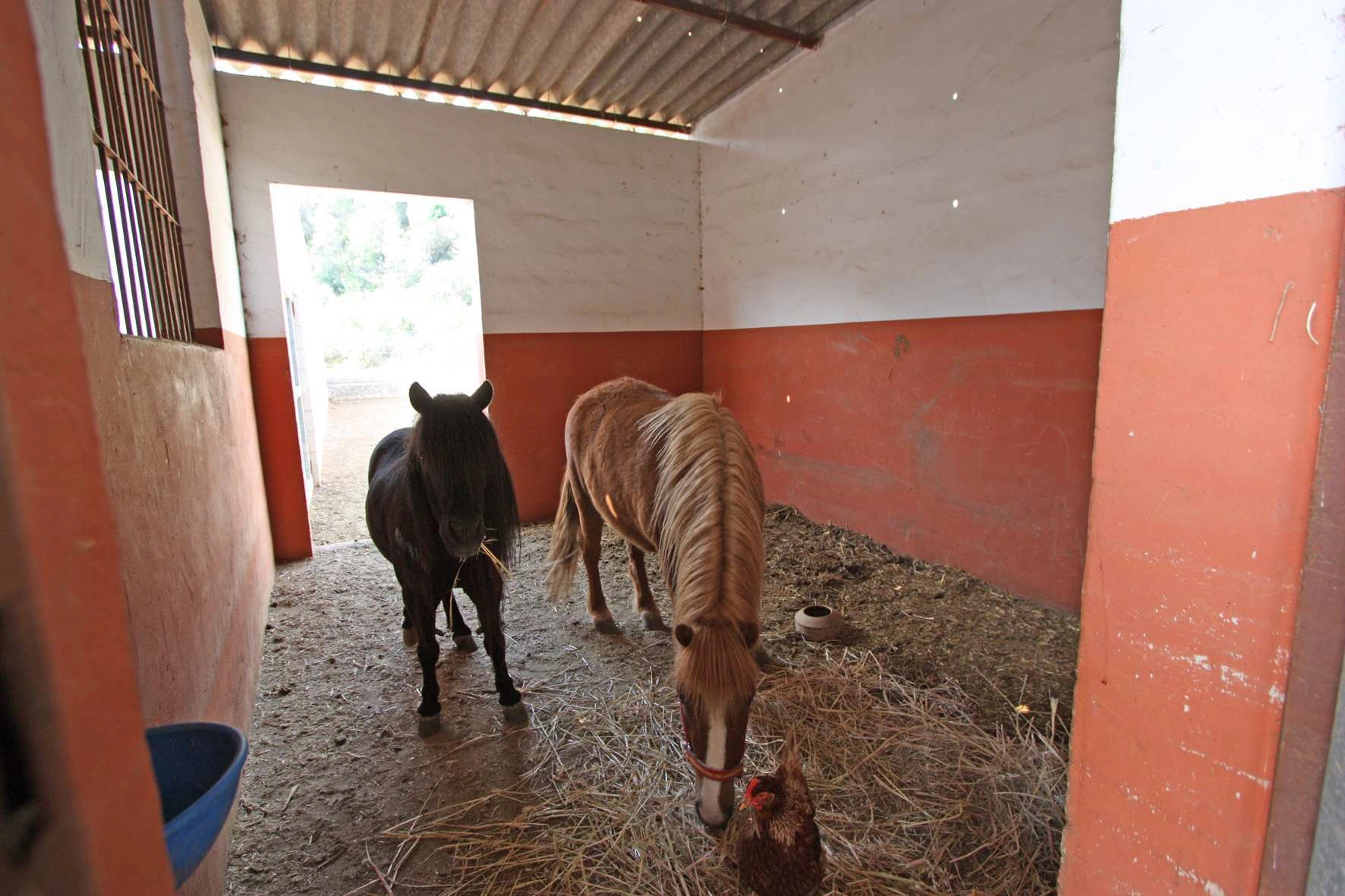 Finca a la venta en Orba para la cría de caballos