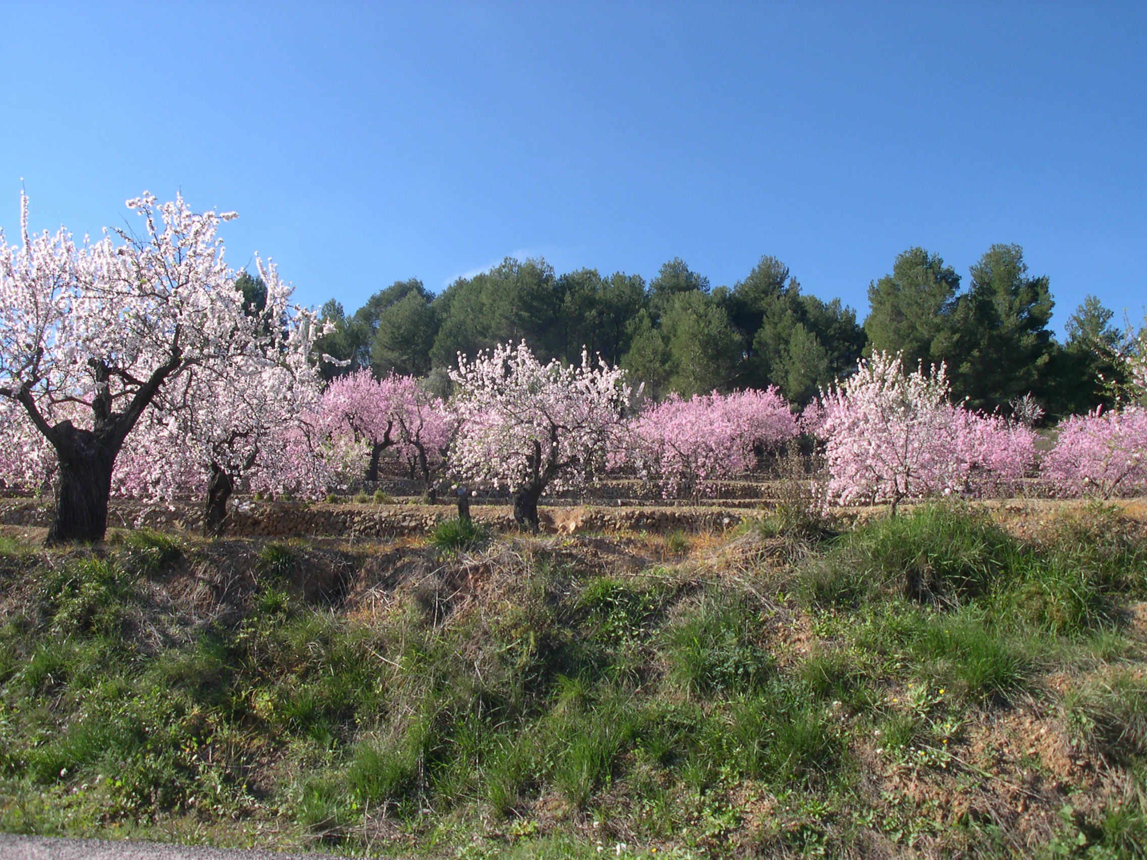 February in the Jalon and Orba Valleys: A Hidden Gem in Winter