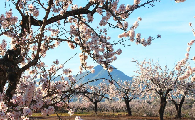 5 Reasons why you should consider a home in the Jalon Valley
