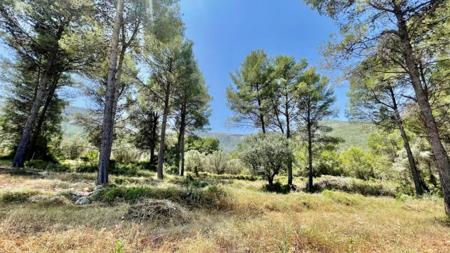 Country house for sale in Parcent: large plot, tranquil escape