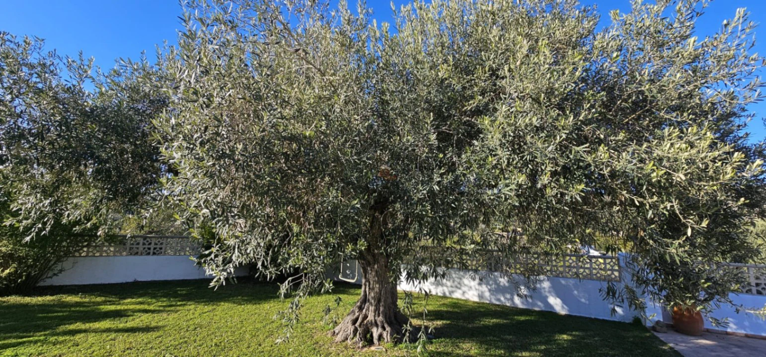 Betoverende finca in Benissa: natuur, privacy en de authentieke mediterraanse stijl.