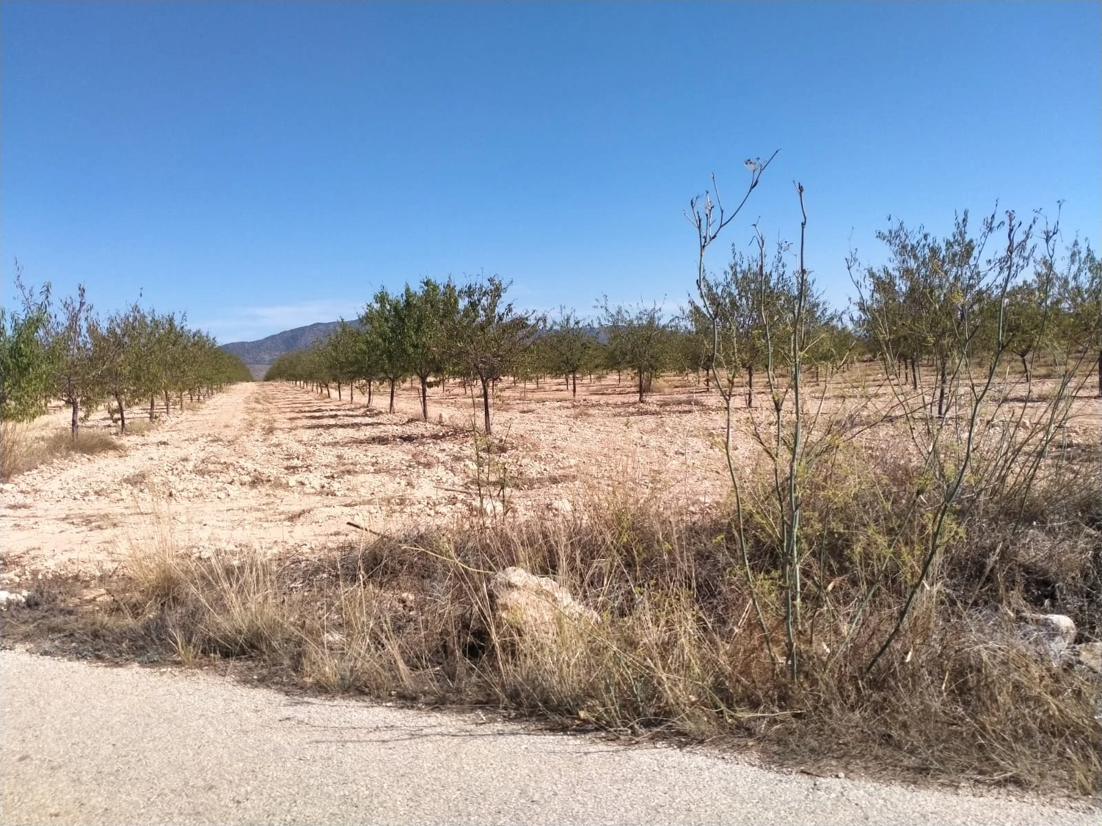 Villa de Obra Nueva Llave en Mano en Pinoso – Exclusividad, Espacio y Confort en Plena Naturaleza