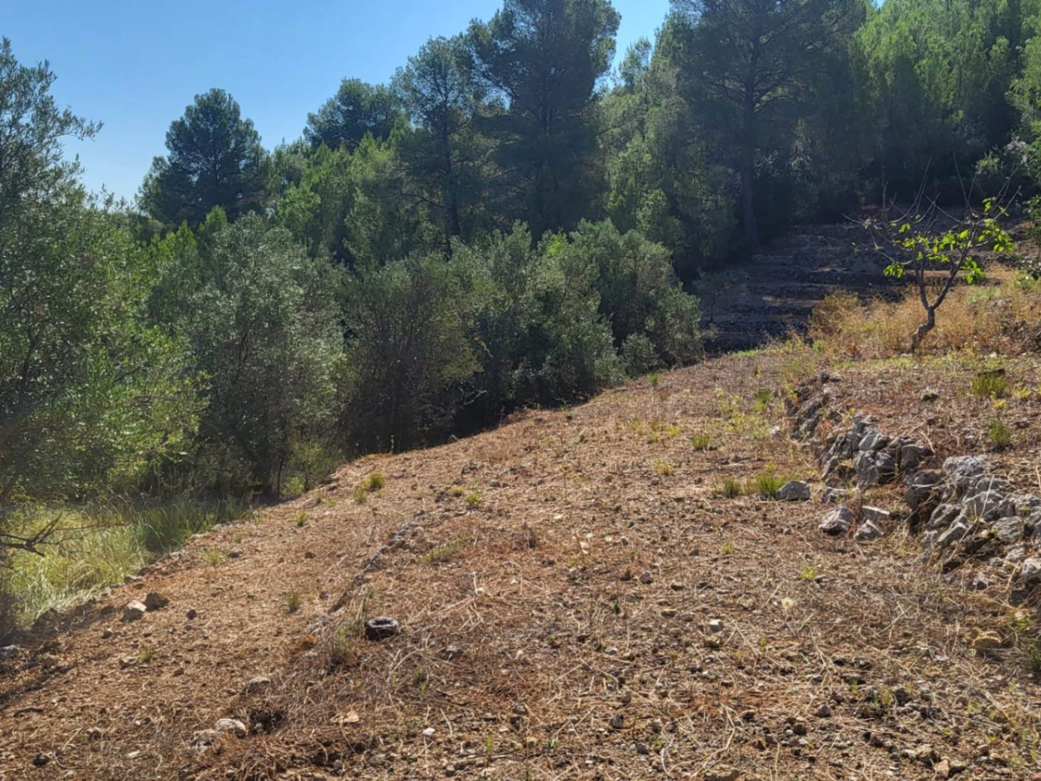 Atractiva parcela de 15.000m2 en venta con Luz y Pozo de agua natural