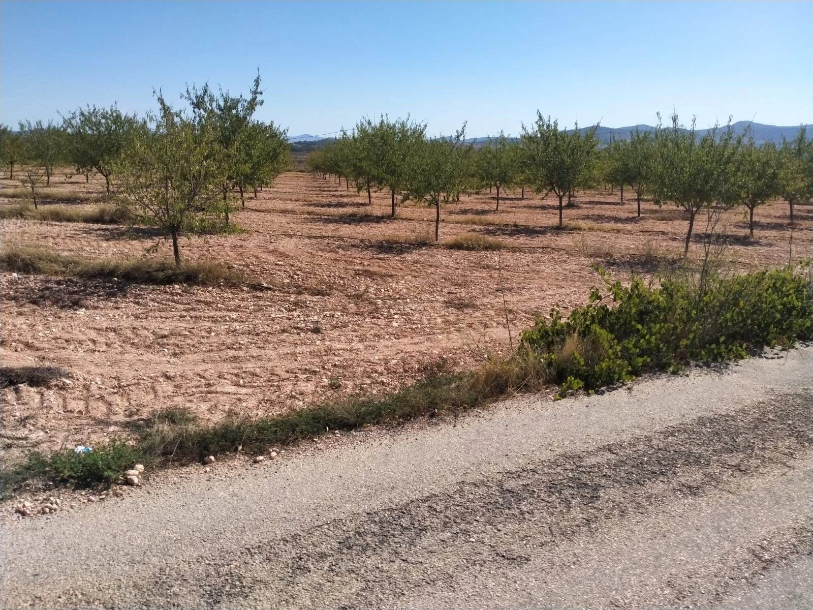 Villa de Obra Nueva Llave en Mano en Pinoso – Exclusividad, Espacio y Confort en Plena Naturaleza