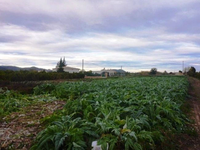 PL04 - Parcelas / Terrenos en venta en Pego