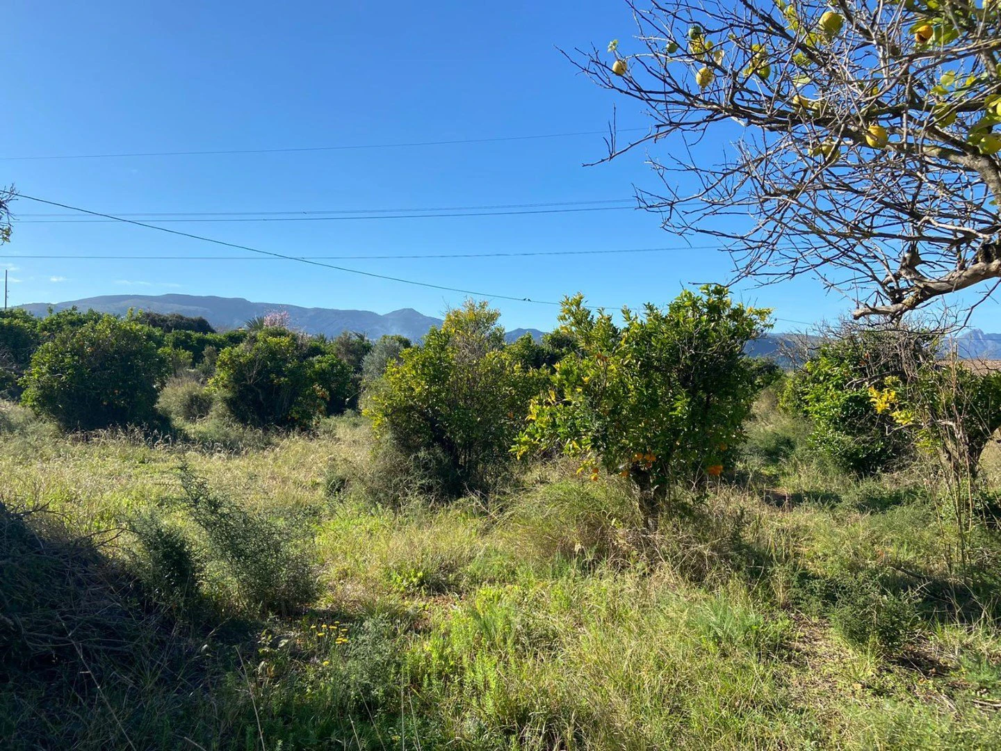 V1 - Finca rustica en venta en Pedreguer