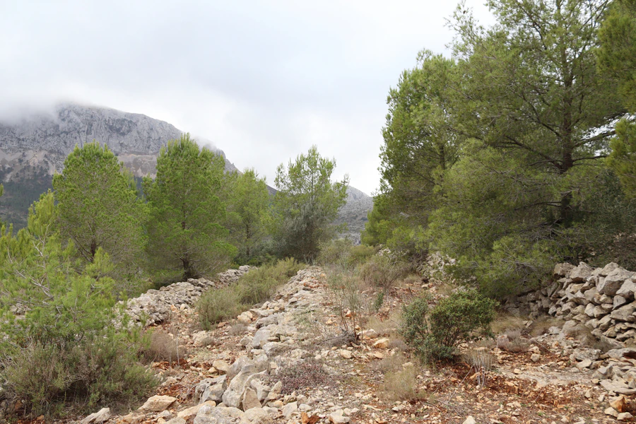 PPT196646 - Parcela en venta en Jalón