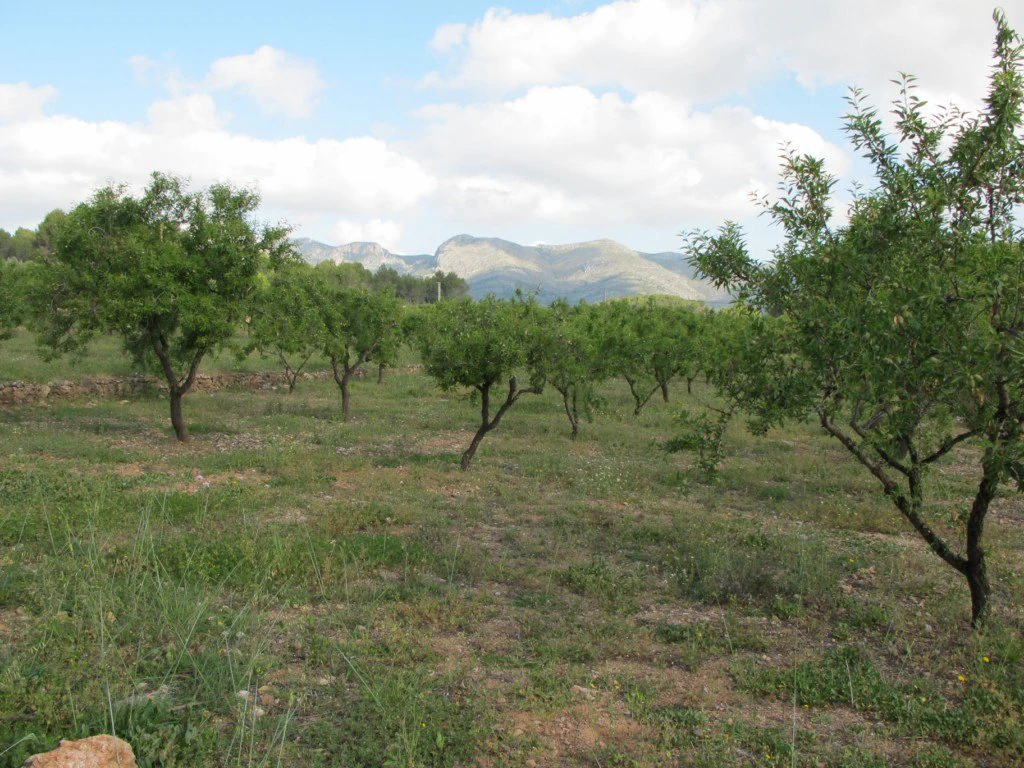 ARLNOQWSX - Plot for sale in Murla